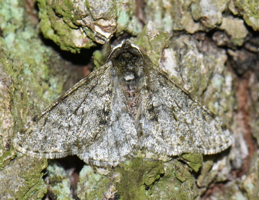 Apocheima pilosaria - zöldes tavasziaraszoló