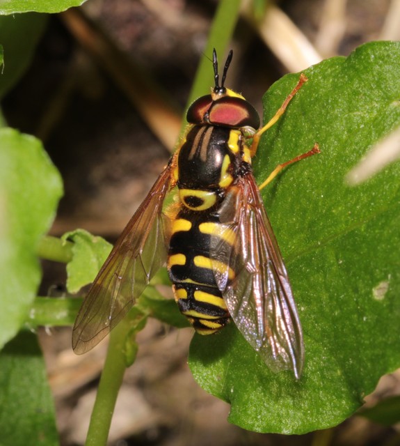 Chrysotoxum