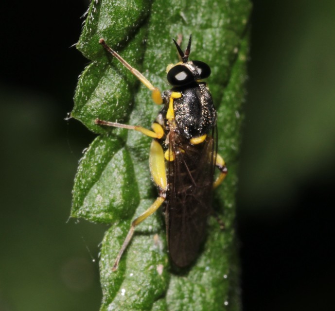 Solva marginata