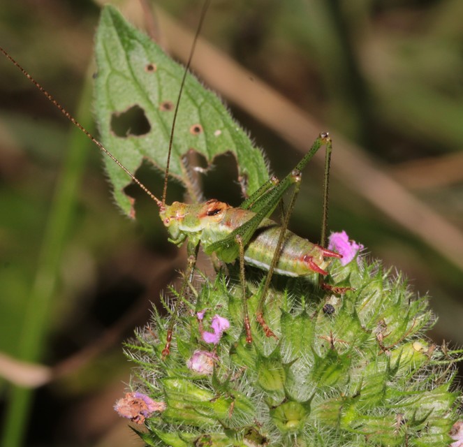Leptophyes albovittata - közönséges virágszöcske