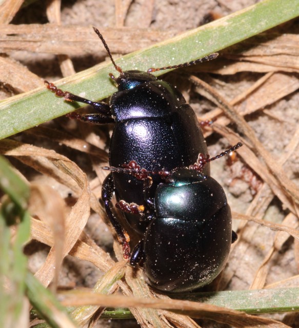 Chrysolina sturmi - vöröslábú levelész