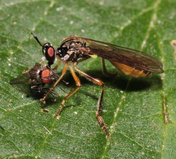 Dioctria linearis - karcsú héjalégy