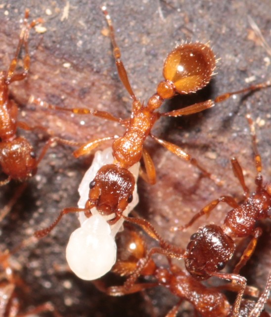 Myrmica rubra - közönséges bütyköshangya