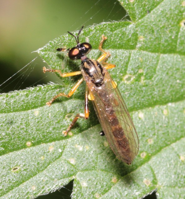 Dioctria linearis - karcsú héjalégy