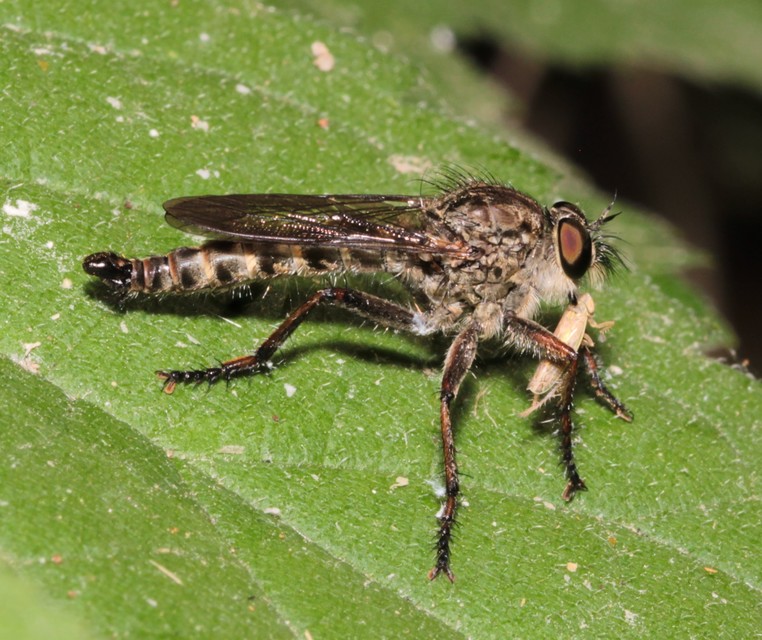 Tolmerus atricapillus