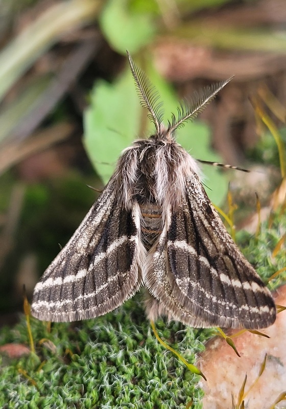 Lycia zonaria - öves tavasziaraszoló