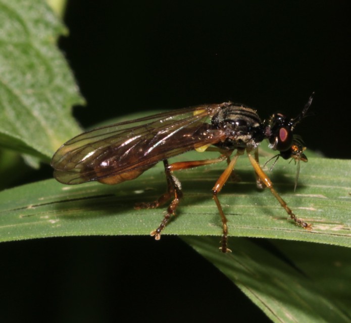 Dioctria linearis - karcsú héjalégy