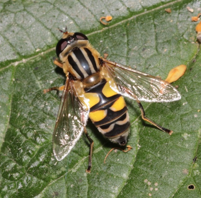 Helophilus trivittatus - nagy mocsárilégy