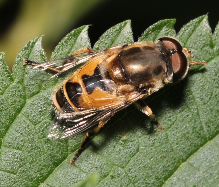 Eristalis arbustorum - fehérarcú herelégy