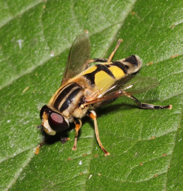 Helophilus trivittatus - nagy mocsárilégy