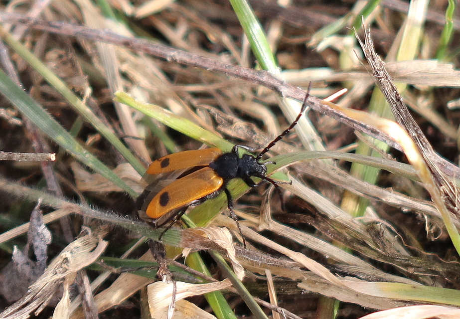 Apalus bimaculatus - kétfoltos élősdibogár