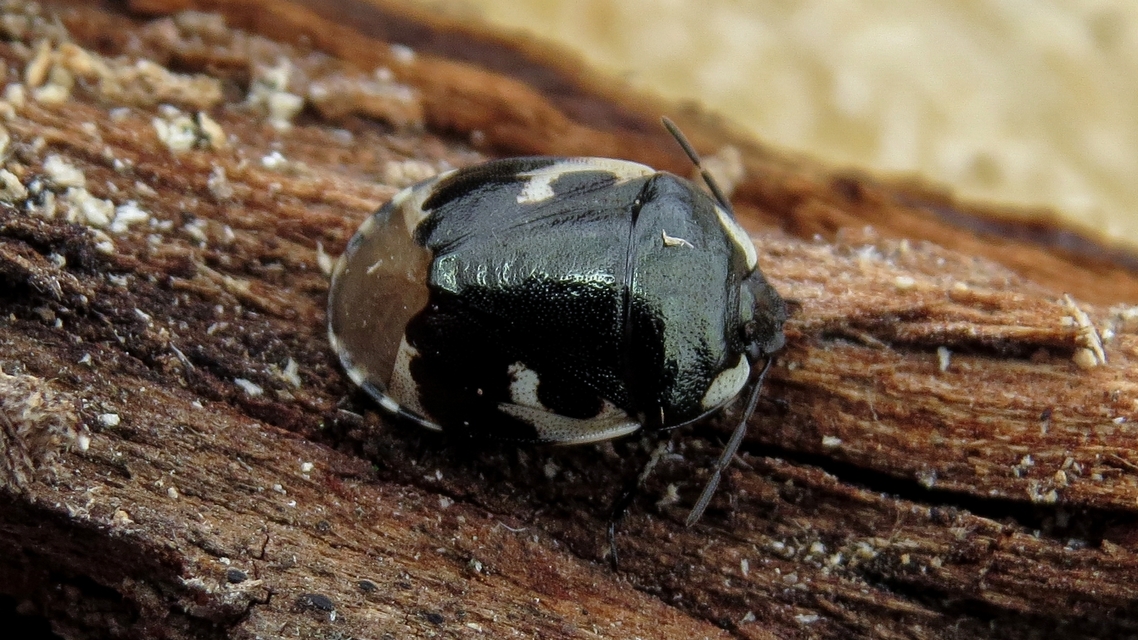 Tritomegas bicolor - foltos földipoloska