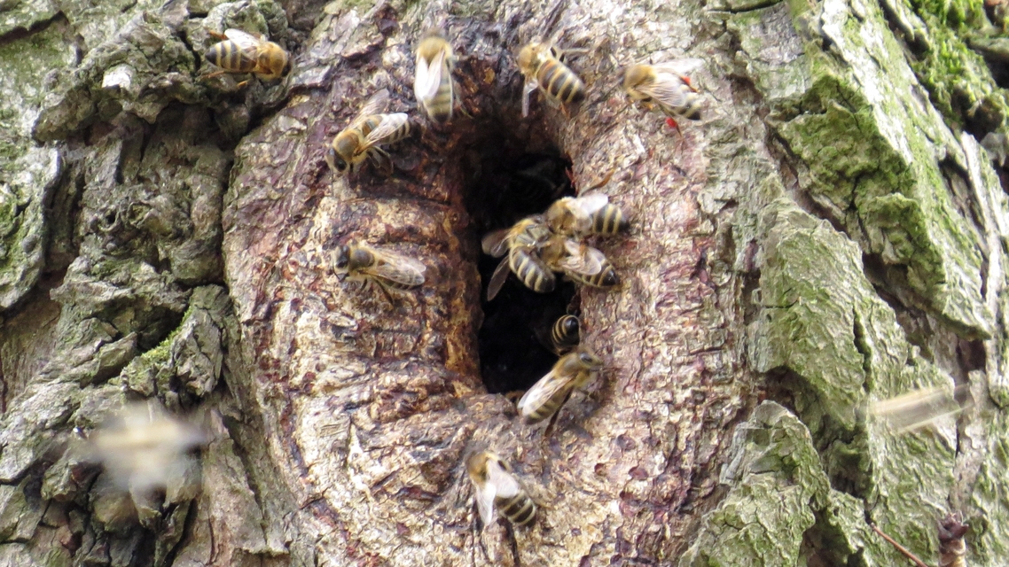 Apis mellifera - háziméh