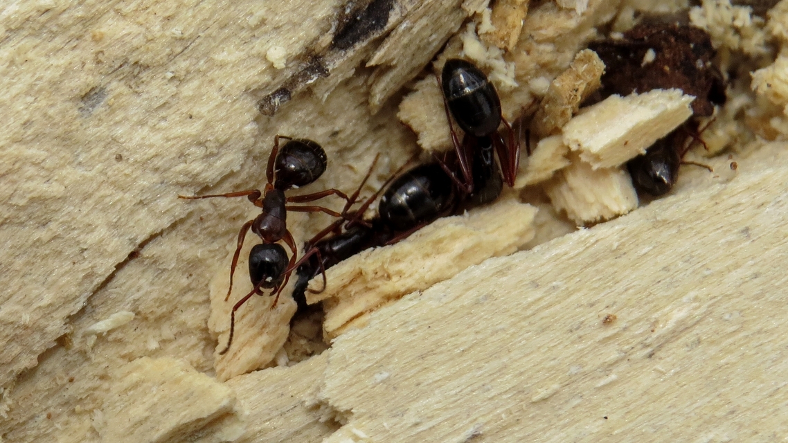 Camponotus fallax - ligeti lóhangya