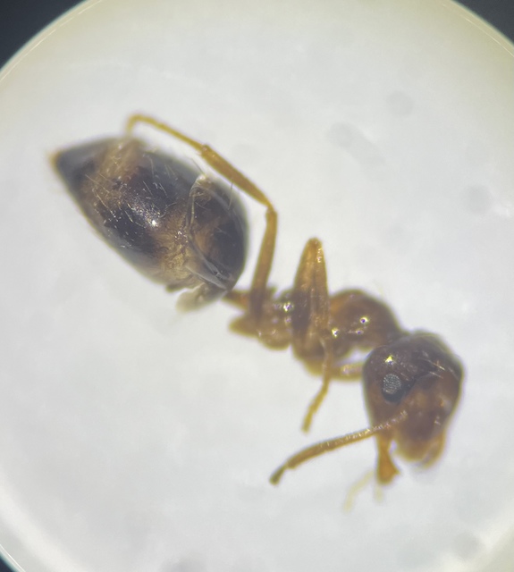 Prenolepis nitens - ragyogóhangya