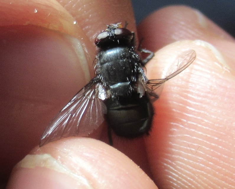 Protophormia terraenovae