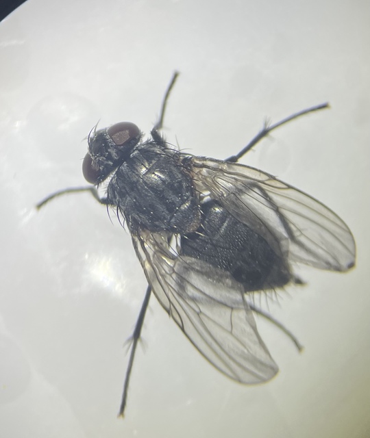 Muscina levida