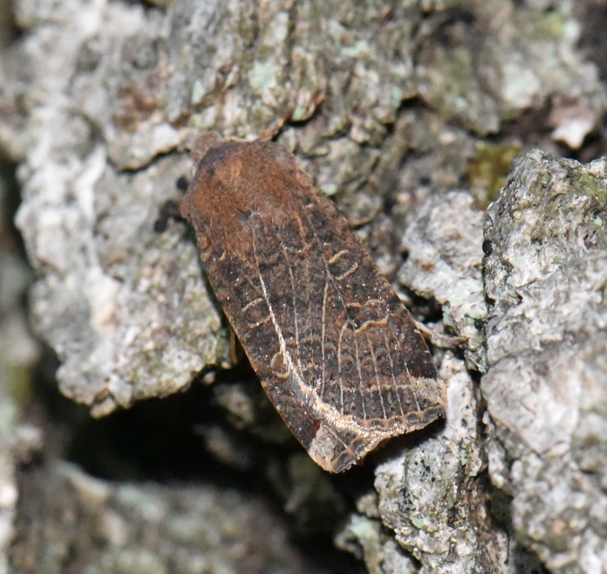 Conistra veronicae - veronika-őszibagoly
