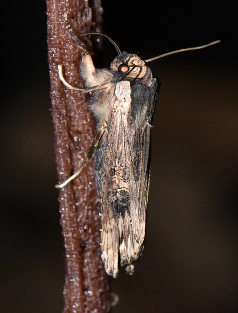 Xylena exsoleta - szürke fabagoly