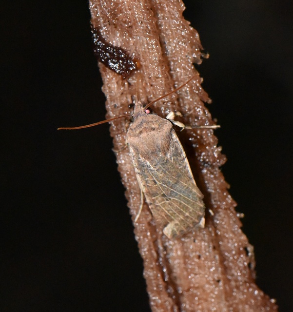Conistra veronicae - veronika-őszibagoly