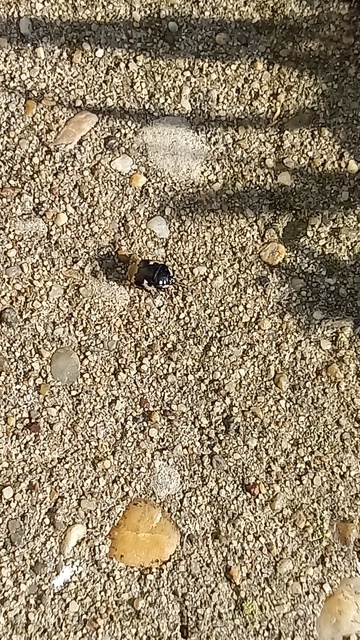 Tritomegas bicolor - foltos földipoloska