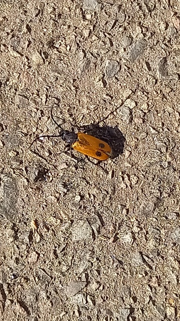 Apalus bimaculatus - kétfoltos élősdibogár