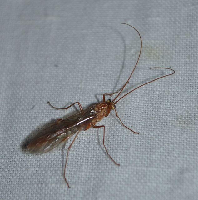 Ophion obscuratus