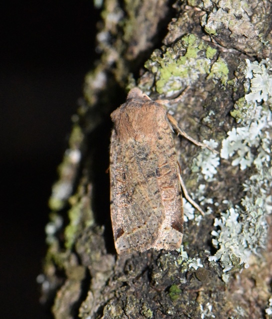 Conistra veronicae - veronika-őszibagoly