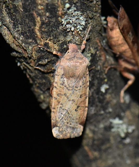 Conistra veronicae - veronika-őszibagoly