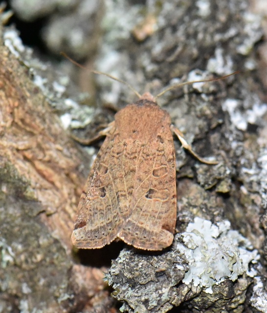 Conistra veronicae - veronika-őszibagoly