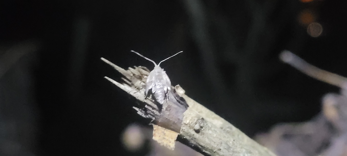 Theria rupicapraria - tavaszi kökényaraszoló
