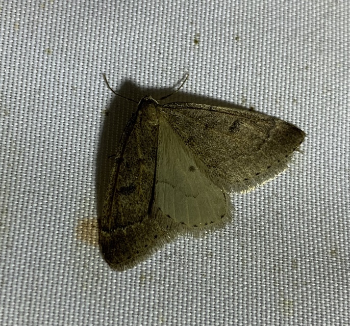 Theria rupicapraria - tavaszi kökényaraszoló