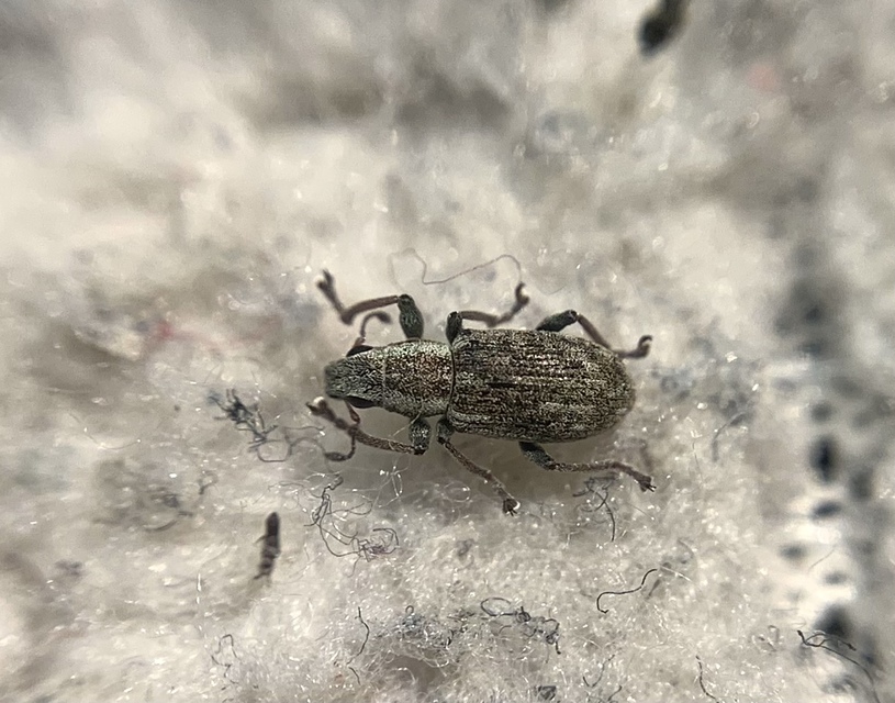 Sitona cylindricollis - hengerestorú csipkézőbogár