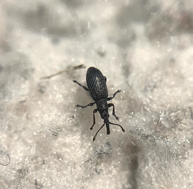 Ceratapion armatum - imola-cickányormányos Ceratapion armatum - imola-cickányormányos
