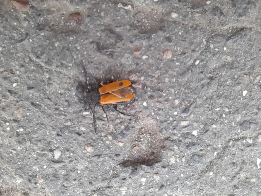 Apalus bimaculatus - kétfoltos élősdibogár