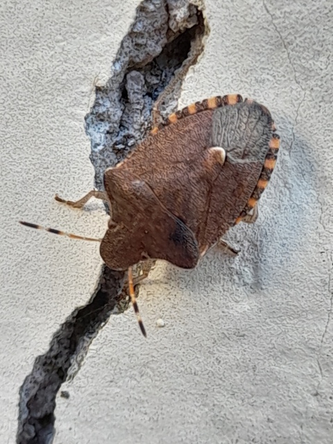 Peribalus strictus - tavaszi címerespoloska Peribalus strictus - tavaszi címerespoloska