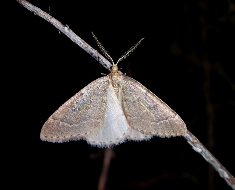 Theria rupicapraria - tavaszi kökényaraszoló