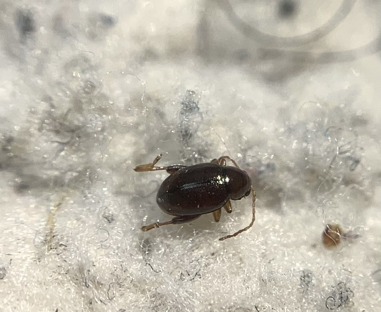 Longitarsus brunneus