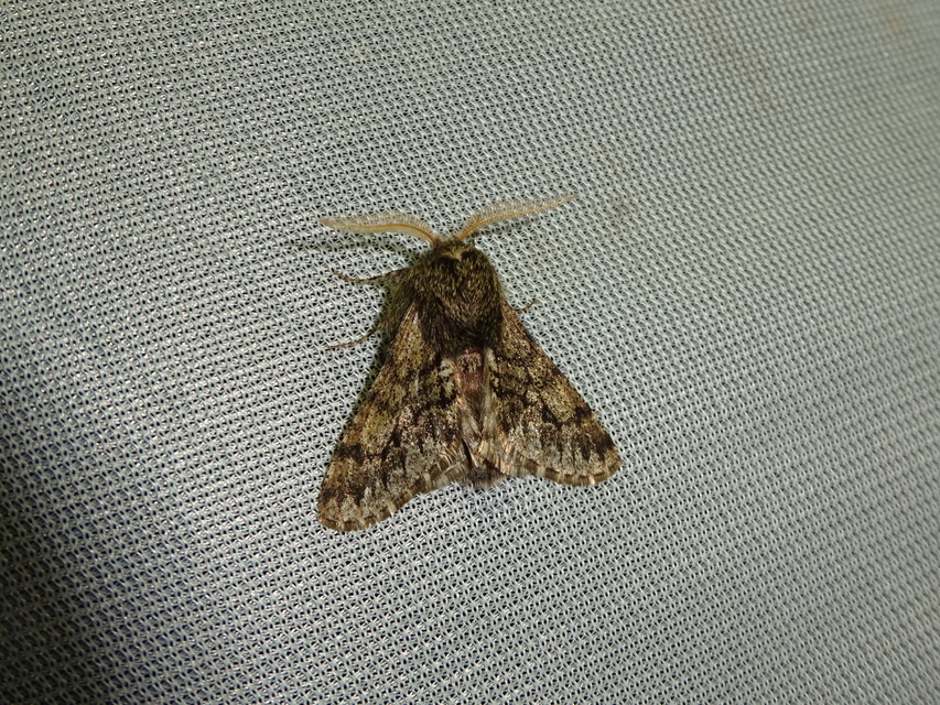 Apocheima hispidaria - borzas tavasziaraszoló