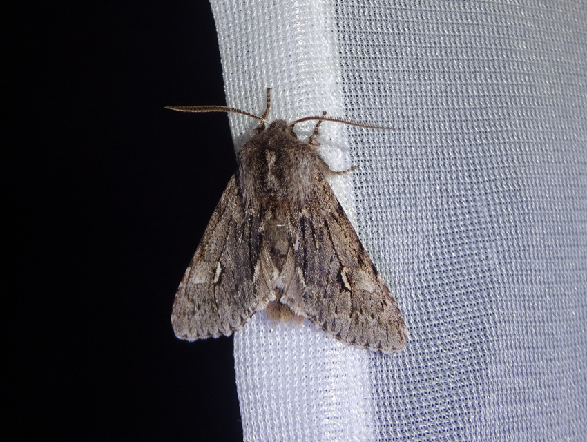 Brachionycha nubeculosa - zömök fésűsbagoly