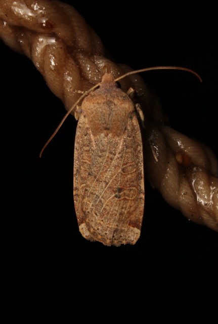 Conistra veronicae - veronika-őszibagoly