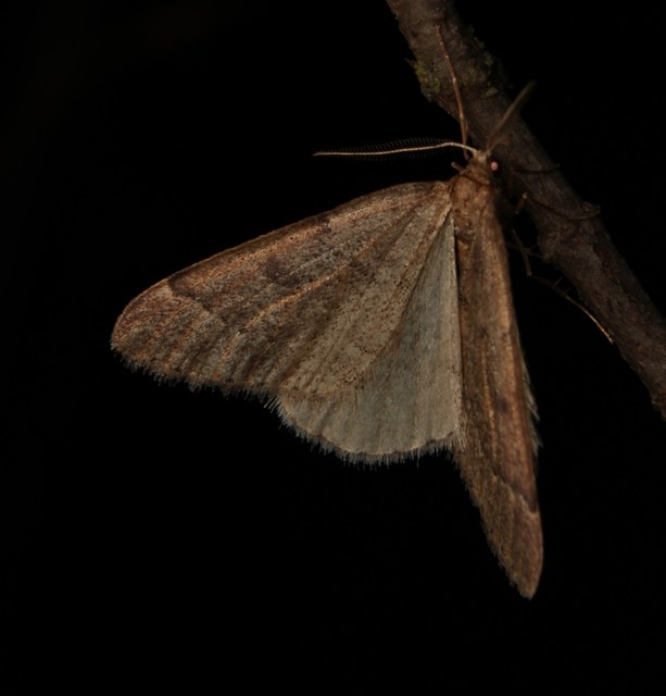 Theria rupicapraria - tavaszi kökényaraszoló