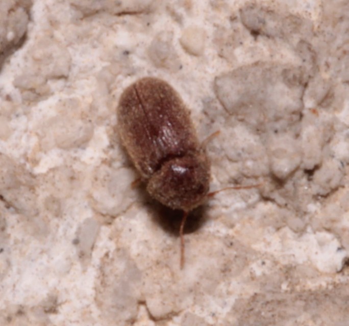 Stegobium paniceum - kenyérbogár