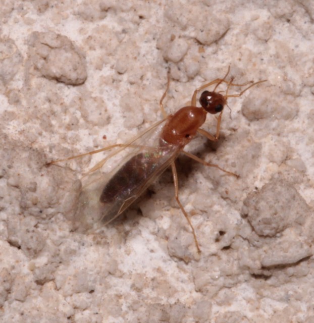 Colobopsis truncata - kapushangya