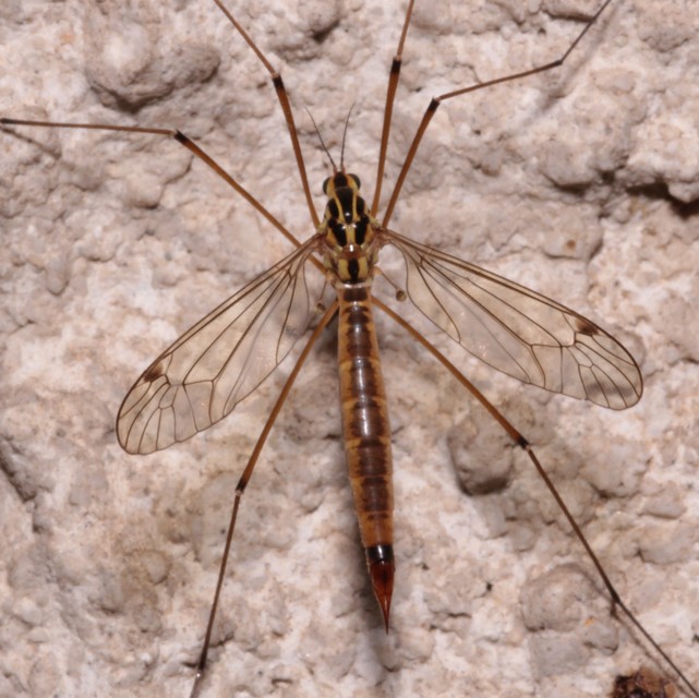 Nephrotoma