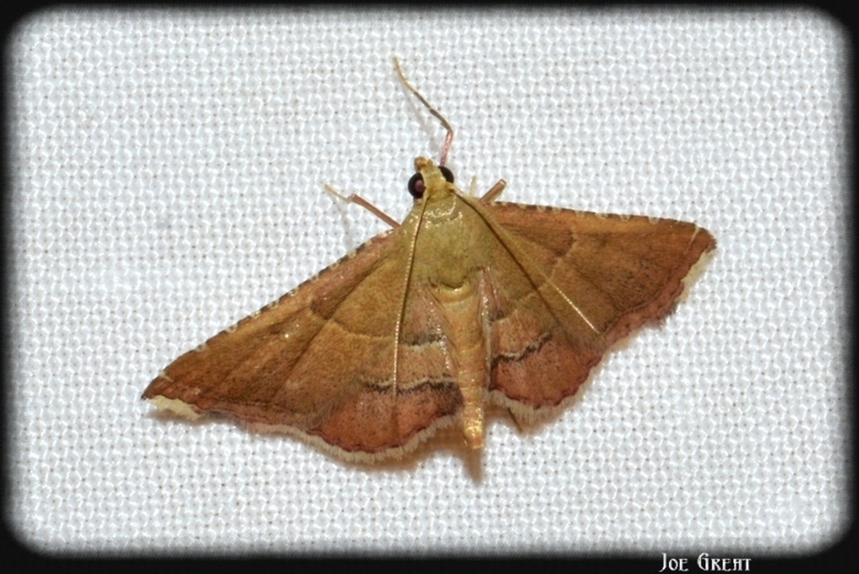 Endotricha flammealis - tüzesszárnyú fényilonca