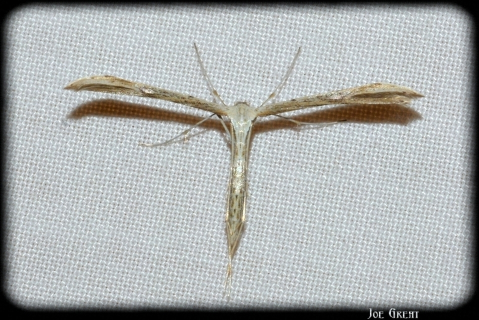 Pterophoridae - tollasmolyfélék