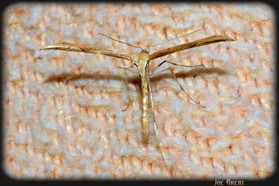 Pterophoridae - tollasmolyfélék