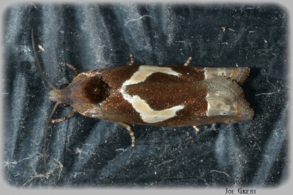 Epiblema foenella - kampósfoltú tükrösmoly