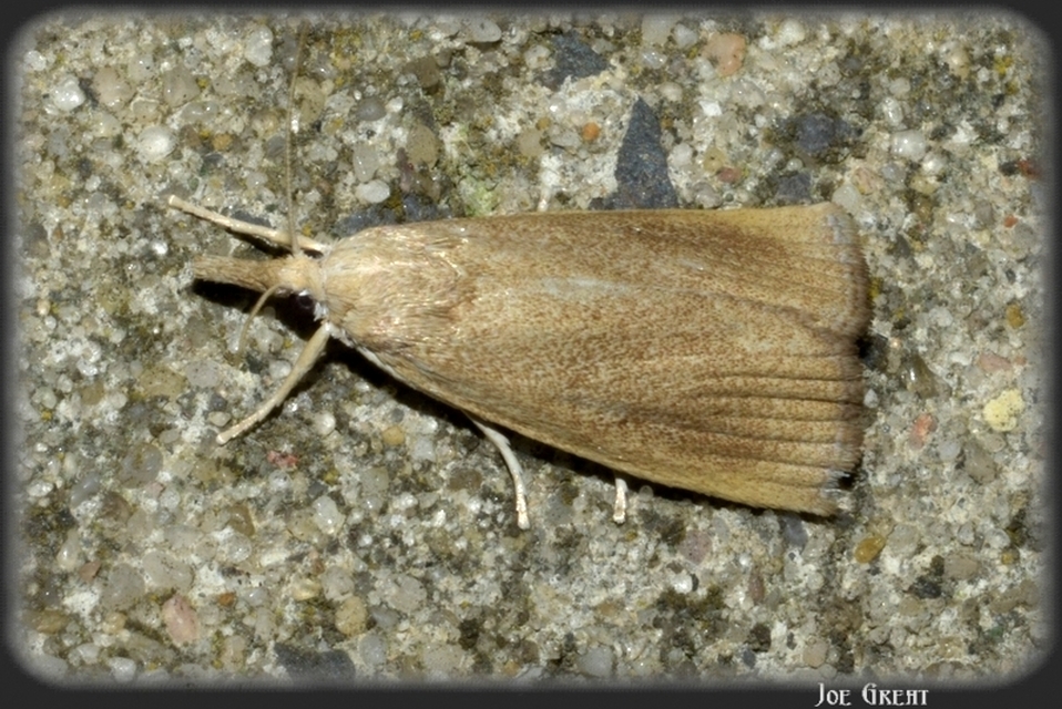 Calamotropha paludella - barna nádlevélmoly